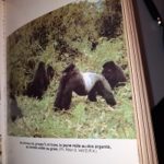 NYIRAMACIBIRI Dite Dian Fossey Et Les Gorilles XIII